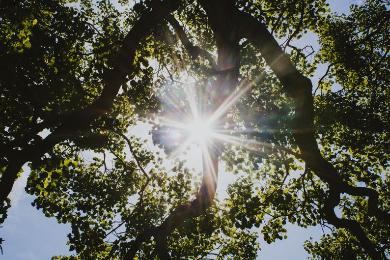 Sunlight bursting through the branches and leaves of an Oak tree