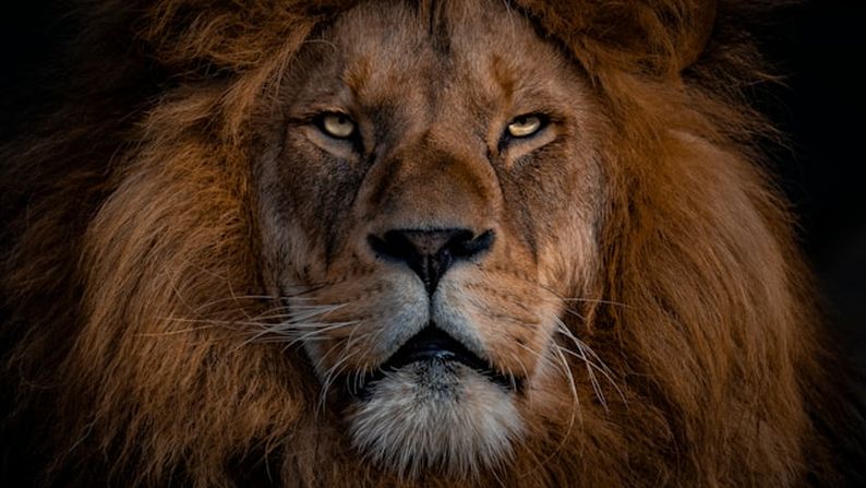 A lion's head staring at the viewer